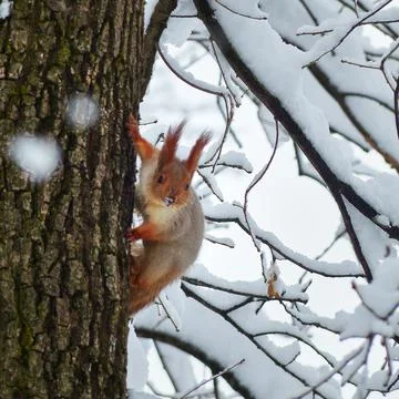 Squirrel in the winter forest. Stock Photos