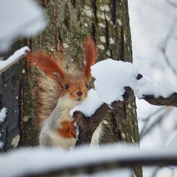 Squirrel in the winter forest. Stock Photos