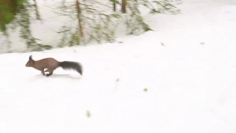 A Squirrel in a Winter Forest Searching for Food Stock Footage 106916733