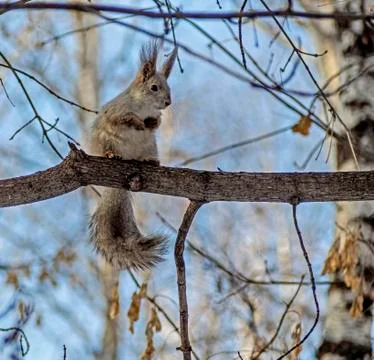 Squirrel in the winter forest sits on a tree and looks at the photographer Stock Photos