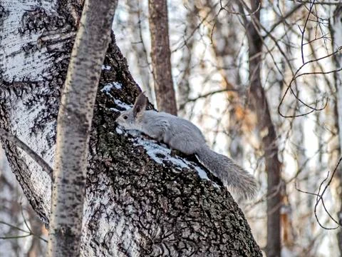 Squirrel in the winter forest sits on a tree and looks at the photographer Stock Photos
