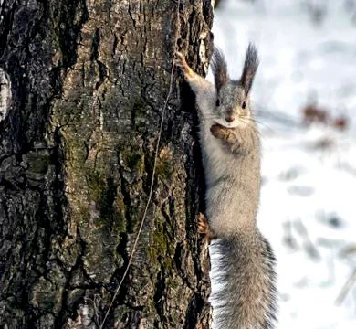 Squirrel in the winter forest sits on a tree and looks at the photographer Stock Photos