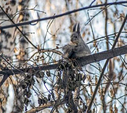 Squirrel in a winter forest sits on a tree and cleans its fur Stock Photos