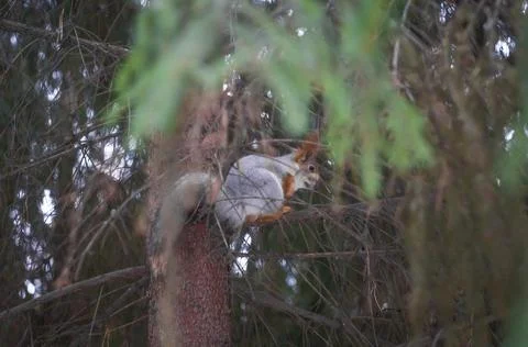 Squirrel with winter fur on a tree in the forest. Soft focus Stock Photos