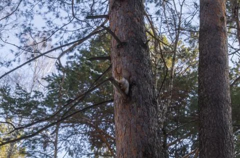 Squirrel with winter fur on a tree in the forest. Soft focus Stock Photos