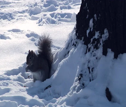 Squirrel in the winter park Stock Footage 55301707