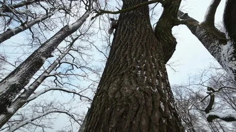 Squirrel in the winter park jumping on a tree. Stock Footage 169750380