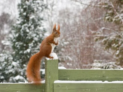 Squirrel in winter Stock Photos