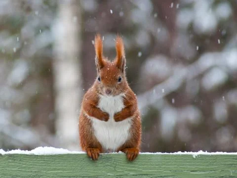 Squirrel in winter Stock Photos