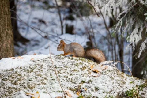 Squirrel at winter Stock Photos