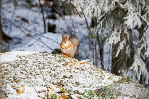 Squirrel at winter Stock Photos