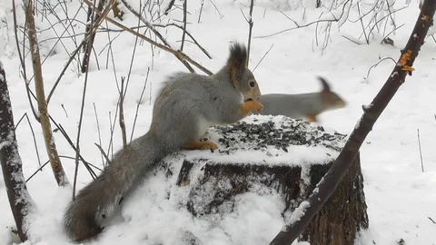 Squirrel winter sits on a stump and eats sunflower seeds then runs away Stock-Footage 120132809