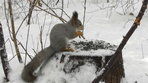 Squirrel winter sits on a stump and eats sunflower seeds Video stock 120132823