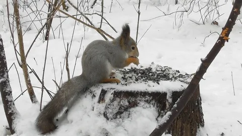 Squirrel winter sits on a stump and eats seeds near fly Tits Stock Footage 120132837