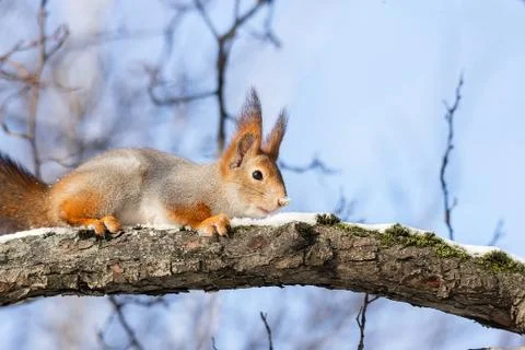 Squirrel in winter sits on a tree Stock Photos