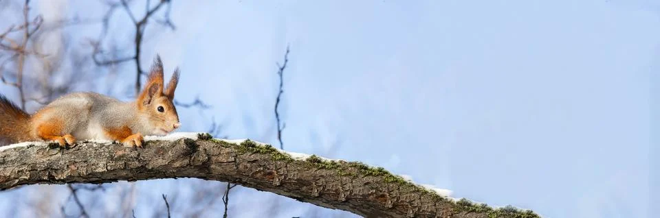 Squirrel in winter sits on a tree Stock Photos