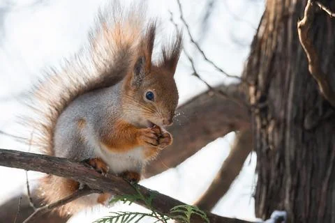 Squirrel in winter sits on a tree. Stock Photos