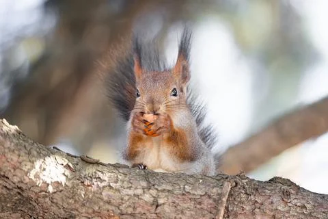 Squirrel in winter sits on a tree... Stock Photos