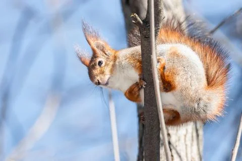 Squirrel in winter sits on a tree. Stock Photos