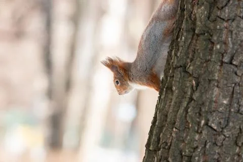 Squirrel in winter sits on a tree. Stock Photos