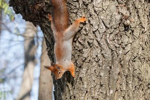 Squirrel in winter sits on a tree. Stock Photos