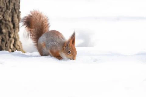 Squirrel in winter sits on a tree. Stock Photos