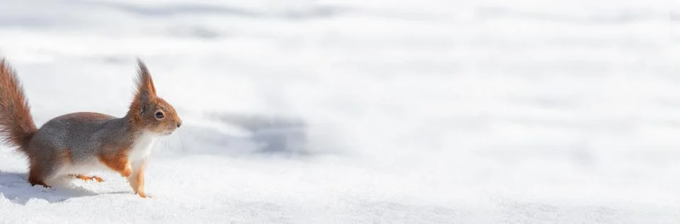 Squirrel in winter sits on a tree. Stock Photos