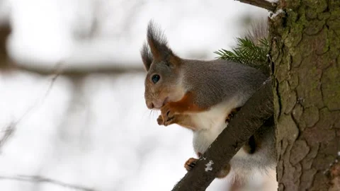 A squirrel in winter skin sits on a stump Stock Footage 306373123