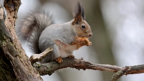 A squirrel in winter skin sits on a tree branch Stock Footage 306372821