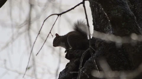 Squirrel in winter time on tree Stock Footage 148594811