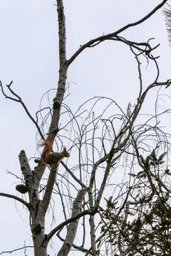 A squirrel on a withered birch branch is preparing to jump, backlit sunlight, Stock Photos