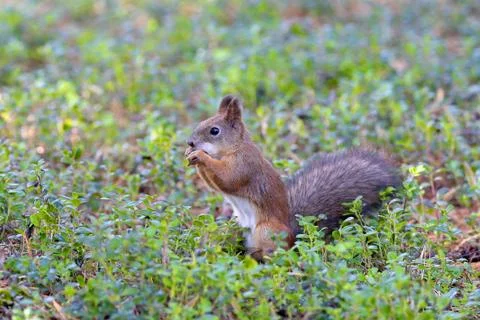 Squirrel in the wood close up 스톡 사진