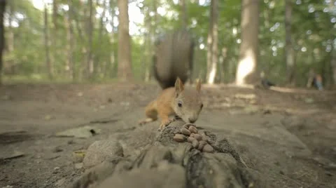 Squirrel in wood Stock Footage 11439289
