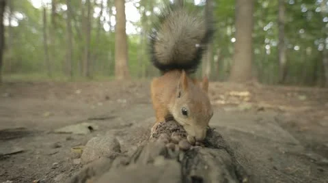 Squirrel in wood Stock Footage 11439437