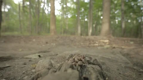 Squirrel in wood Stock Footage 11439442