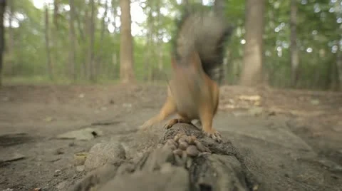 Squirrel in wood Stock Footage 11439468