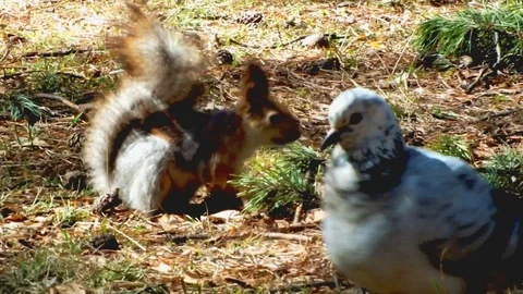 Squirrel in the wood Stock Footage 95035900
