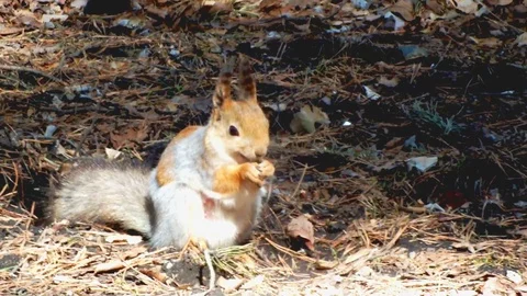 Squirrel in the wood Stock Footage 95035904