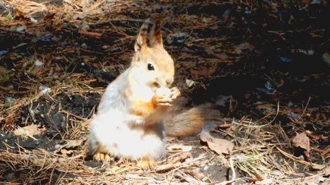 Squirrel in the wood Stock Footage 95035913