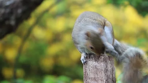 Squirrel On A Wood Stock Footage 177509221