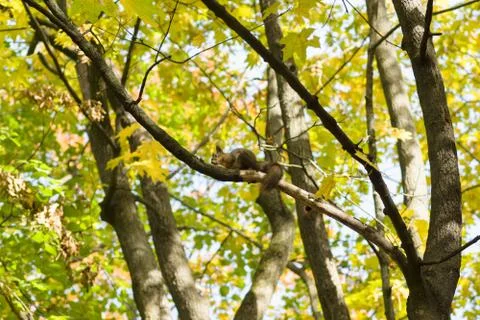 Squirrel in the wood Stock Photos