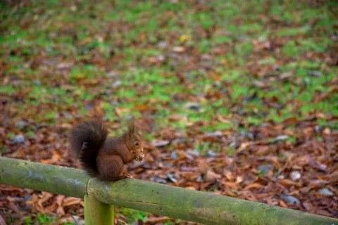 Squirrel with wood railing Stock Photos