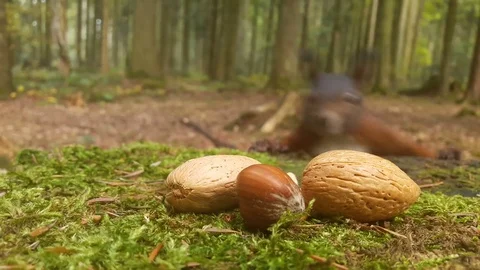 Squirrel in the woods and nuts Stock Footage 81876384