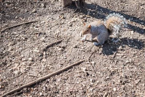 Squirrel in the woods of Central Park at the end of winter Stock Photos