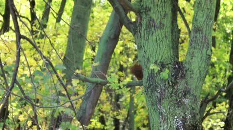 Squirrel in the woods Stock Footage 12573227