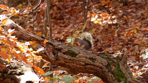 Squirrel in Woods Stock Footage 36150176