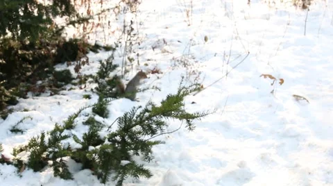 Squirrel in the woods Video stock 44281066