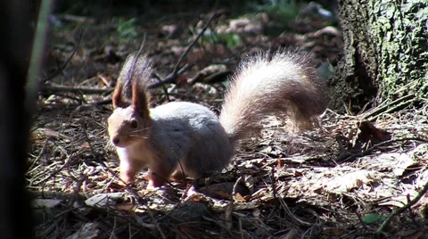 Squirrel in the woods Stock Footage 67344865