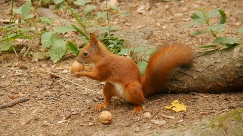 Squirrel in the woods. Stock Footage