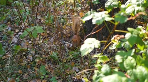 Squirrel in the woods near a tree 库存影片 67826030